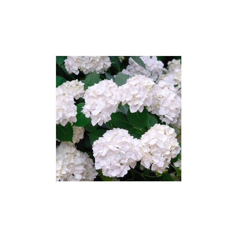 Hydrangea Madame Emile Mouillère