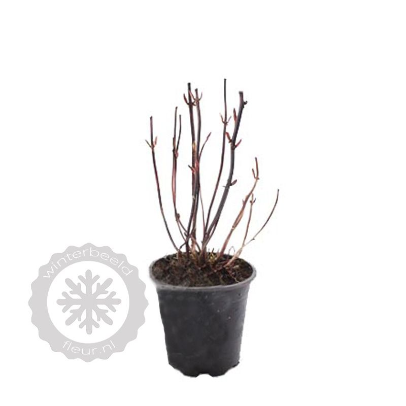 Hydrangea Madame Emile Mouillère