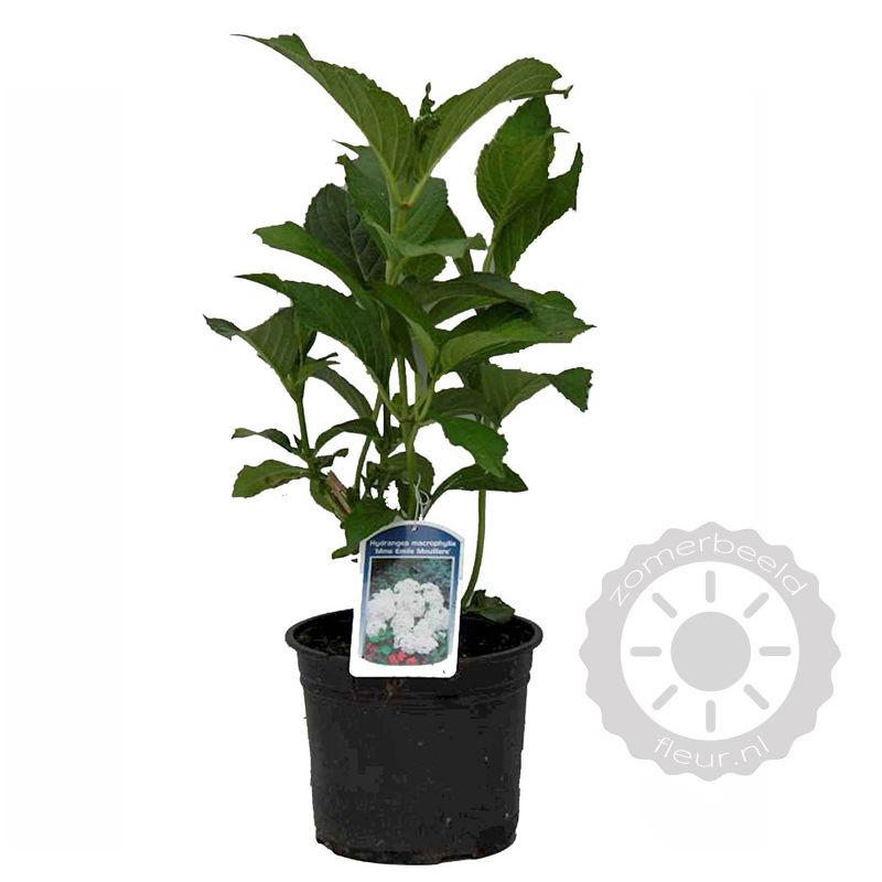 Hydrangea Madame Emile Mouillère