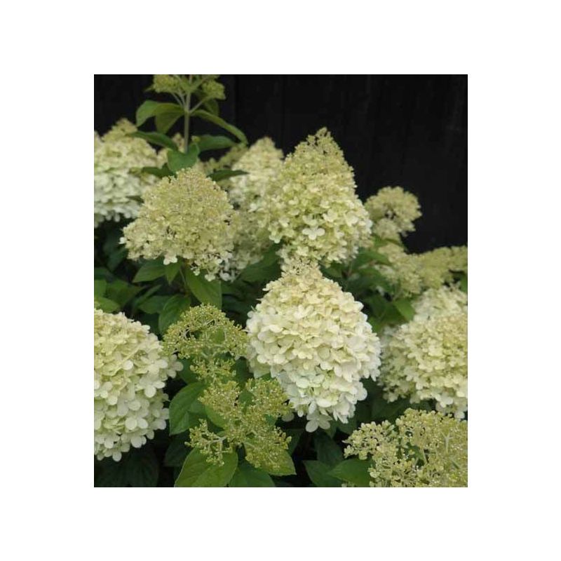 Hydrangea Paniculata Silver Dollar