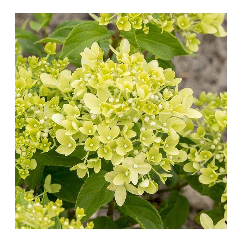 Hydrangea paniculata 'Little Lime'