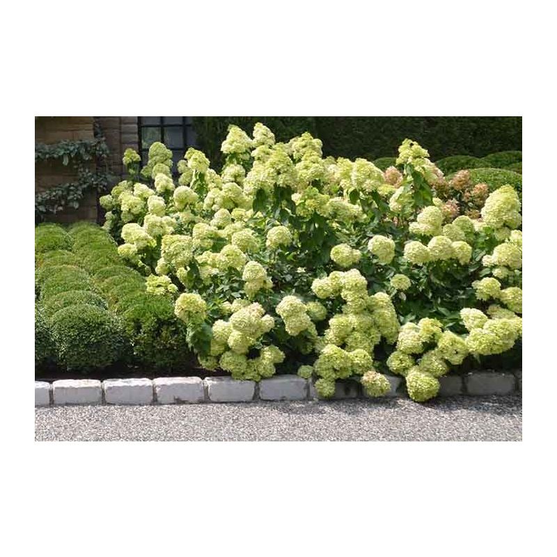 Hydrangea paniculata 'Little Lime'