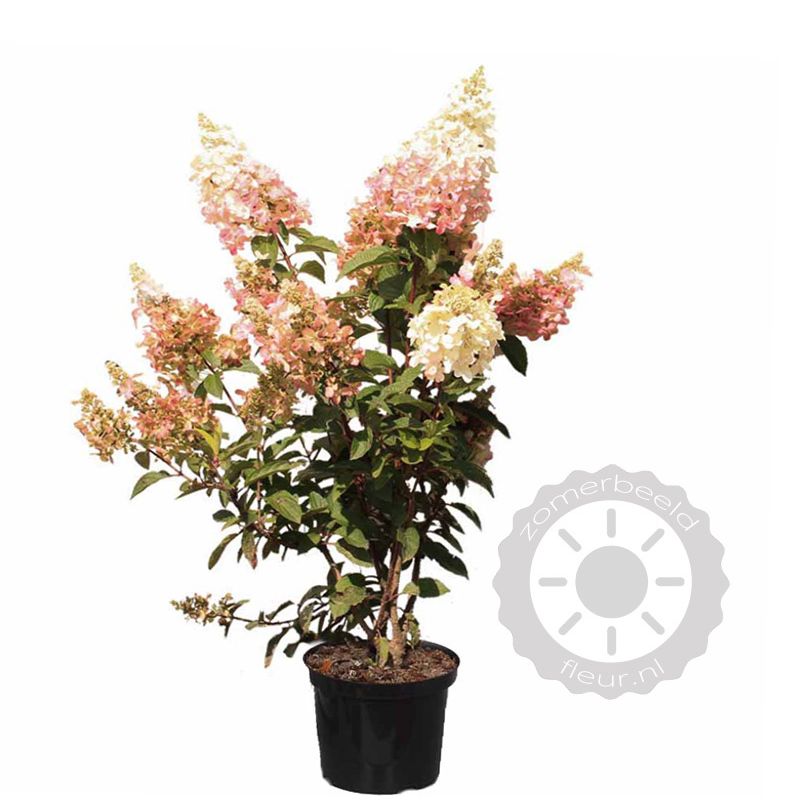 Hydrangea Paniculata Pinky Winky