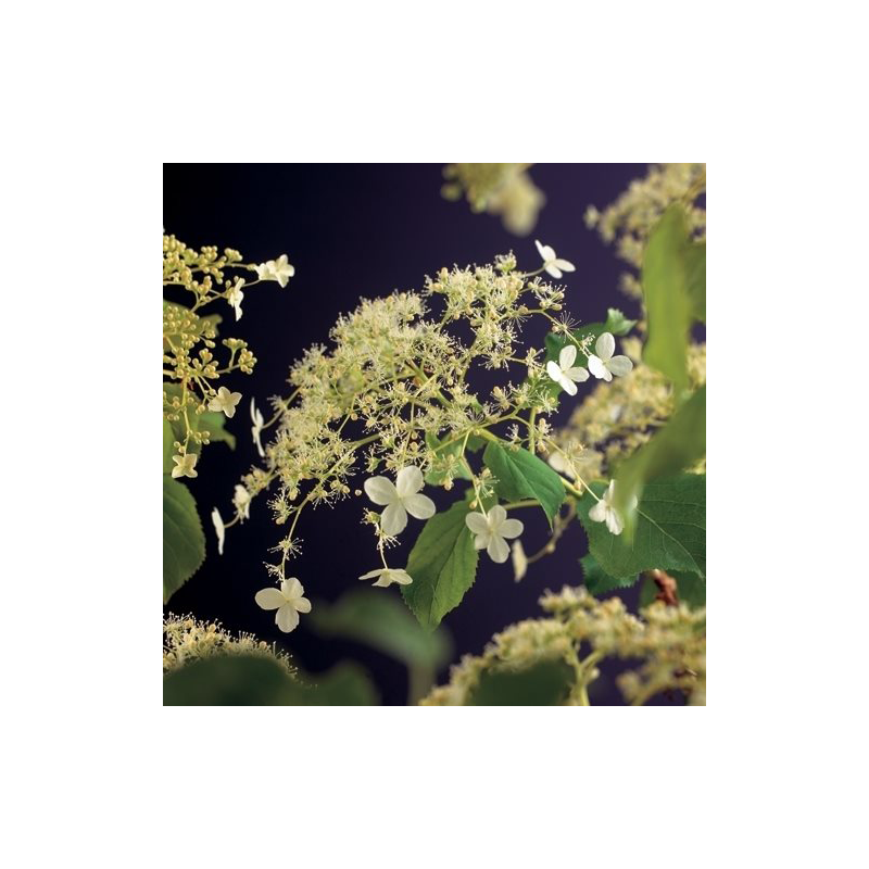 Hydrangea Anomala Petiolaris