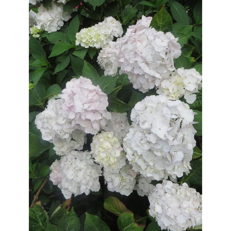Hydrangea Madame Emile Mouillère
