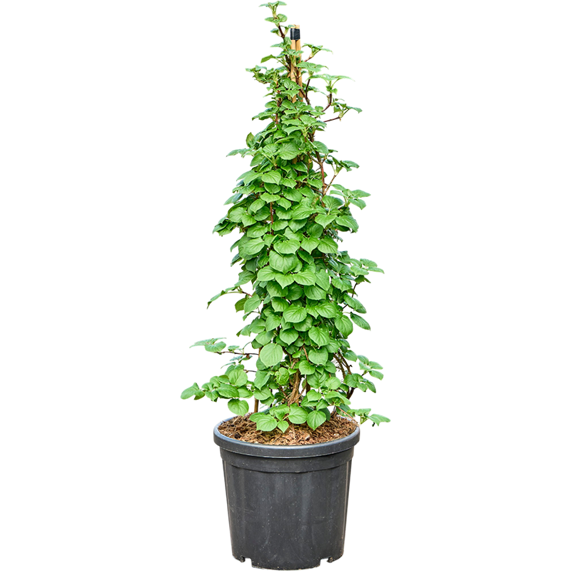 Hydrangea petiolaris - piramide