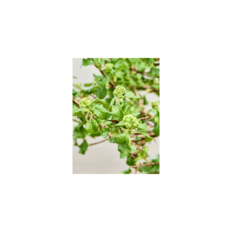 Hydrangea petiolaris - piramide