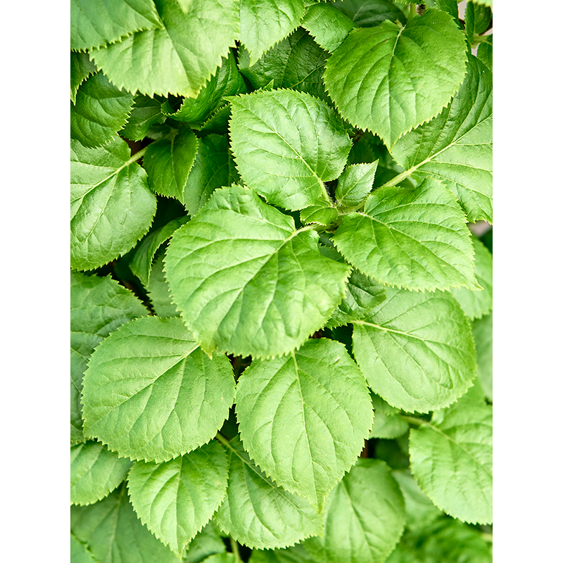 Hydrangea petiolaris - piramide