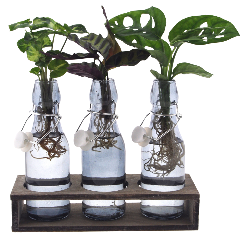 Lucca Hydroponie Set