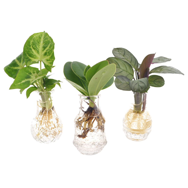 Siena Hydroponie Set 