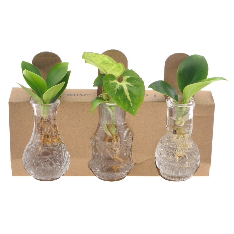 Siena Hydroponie Set 