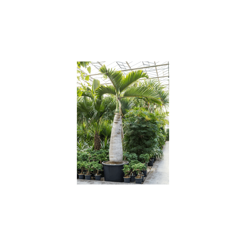 Hyophorbe lagenicaulis