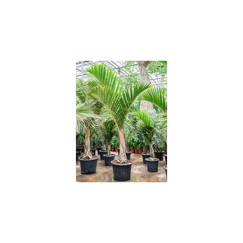 Hyophorbe verschaffeltii