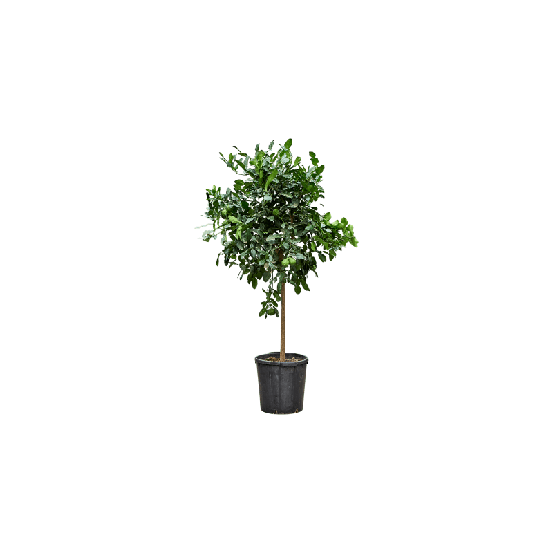 Citrus Papeda