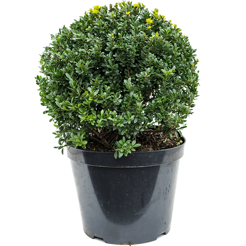 Ilex crenata - bolvorm