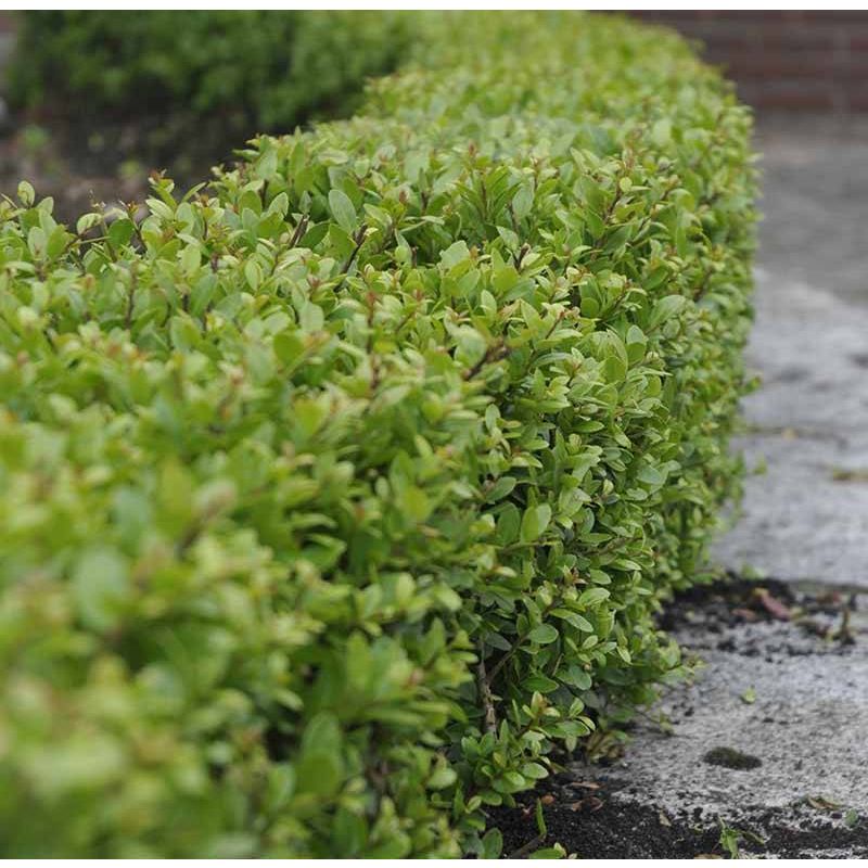 Ilex crenata 'Blondie' - bonsai