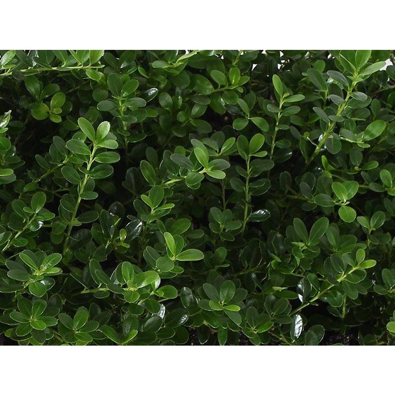 Ilex crenata - haag