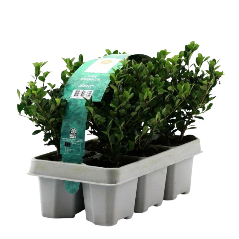 Ilex crenata 6-pack
