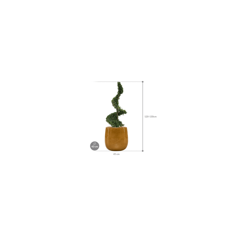 Ilex crenata in Ceramic Balloon geel