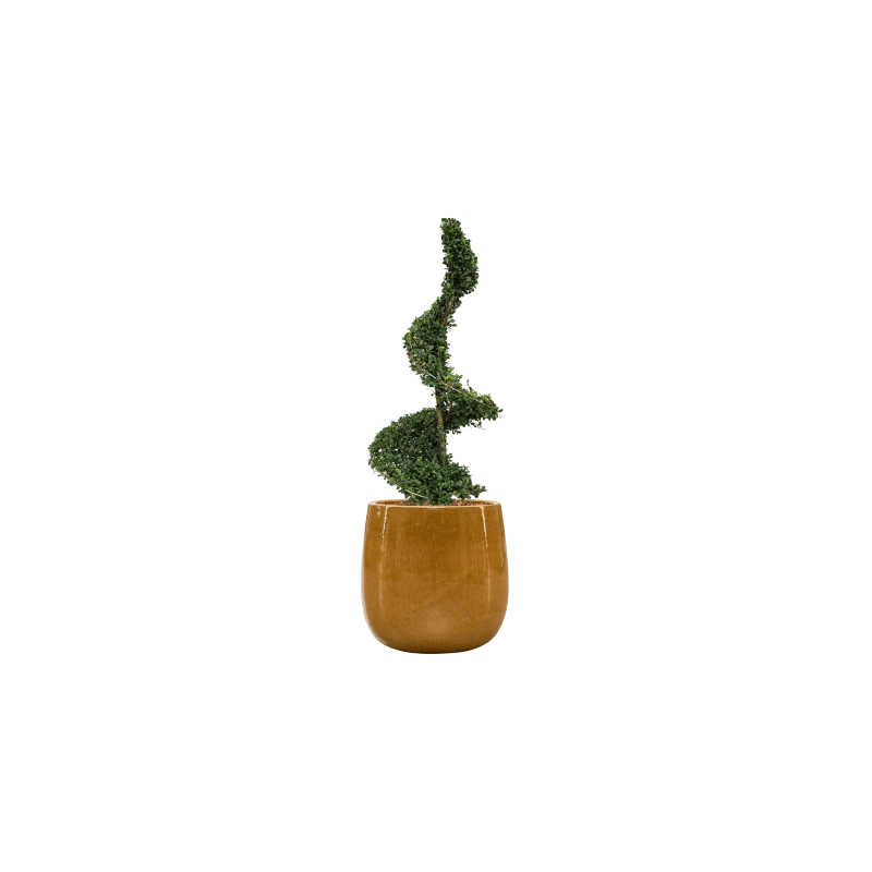 Ilex crenata in Ceramic Balloon geel