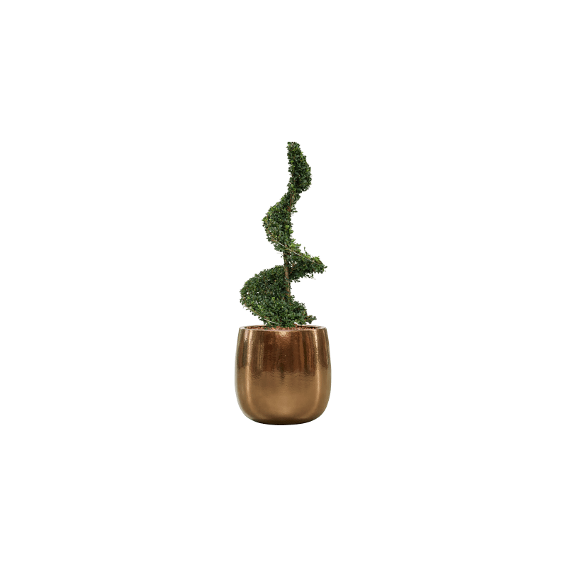 Ilex crenata in Ceramic Balloon goud