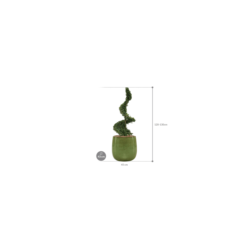 Ilex crenata in Ceramic Balloon groen