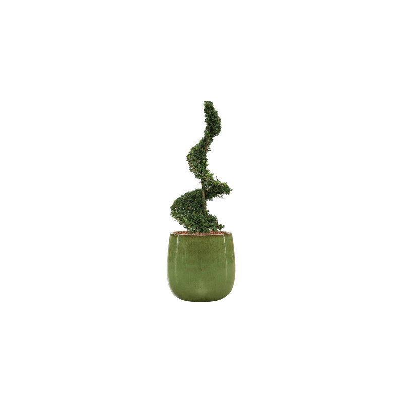 Ilex crenata in Ceramic Balloon groen