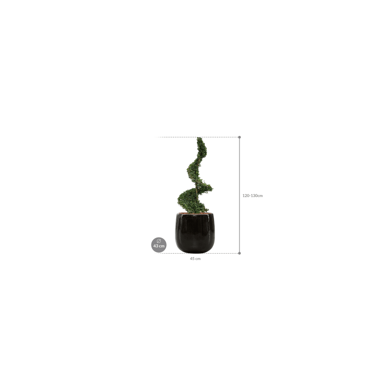 Ilex crenata in Ceramic Balloon zwart