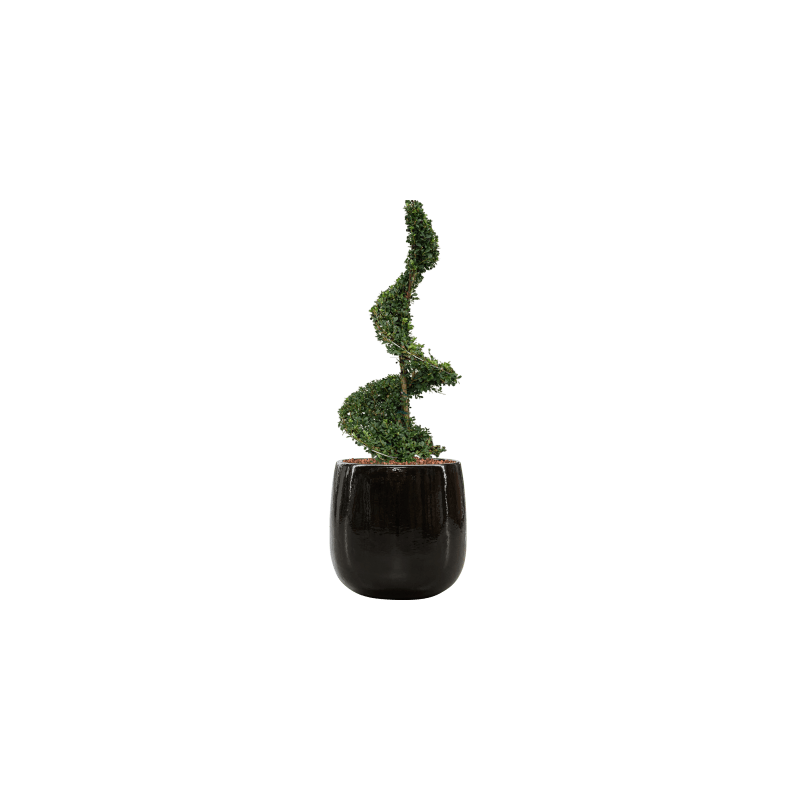 Ilex crenata in Ceramic Balloon zwart