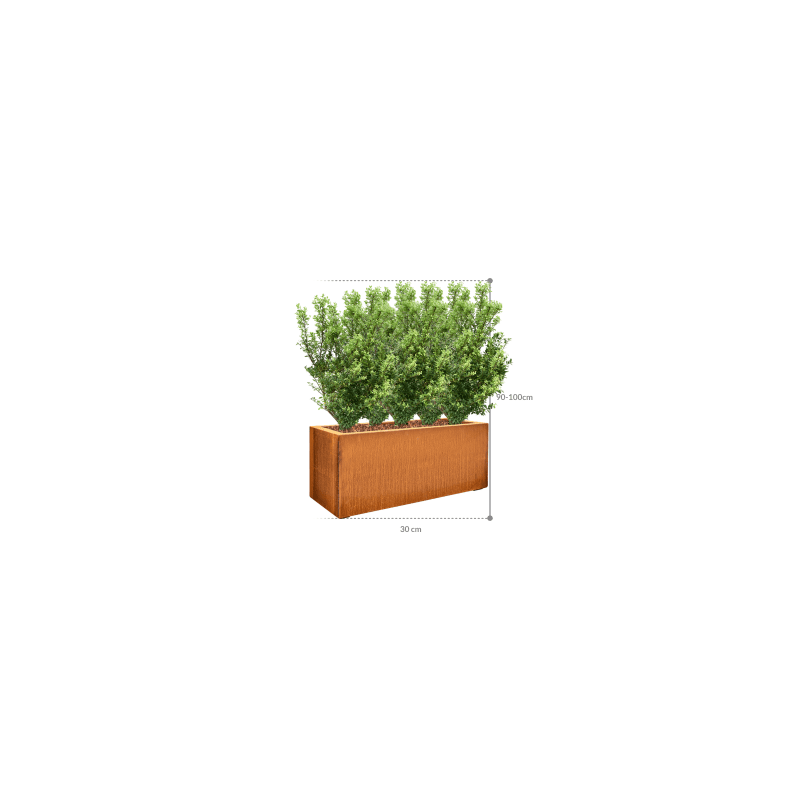 Ilex crenata in Cortensteel