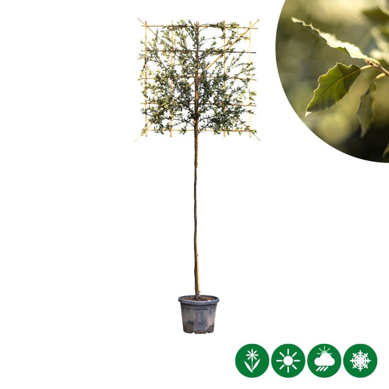 Quercus ilex - leiboom