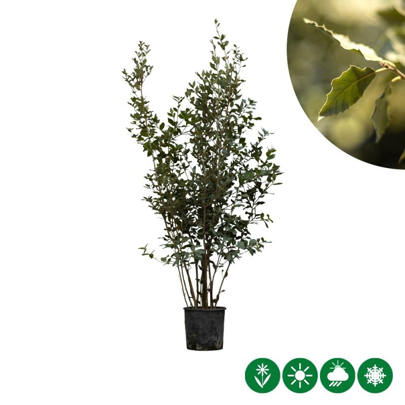 Quercus ilex - solitair