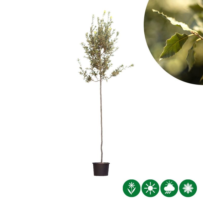 Quercus ilex