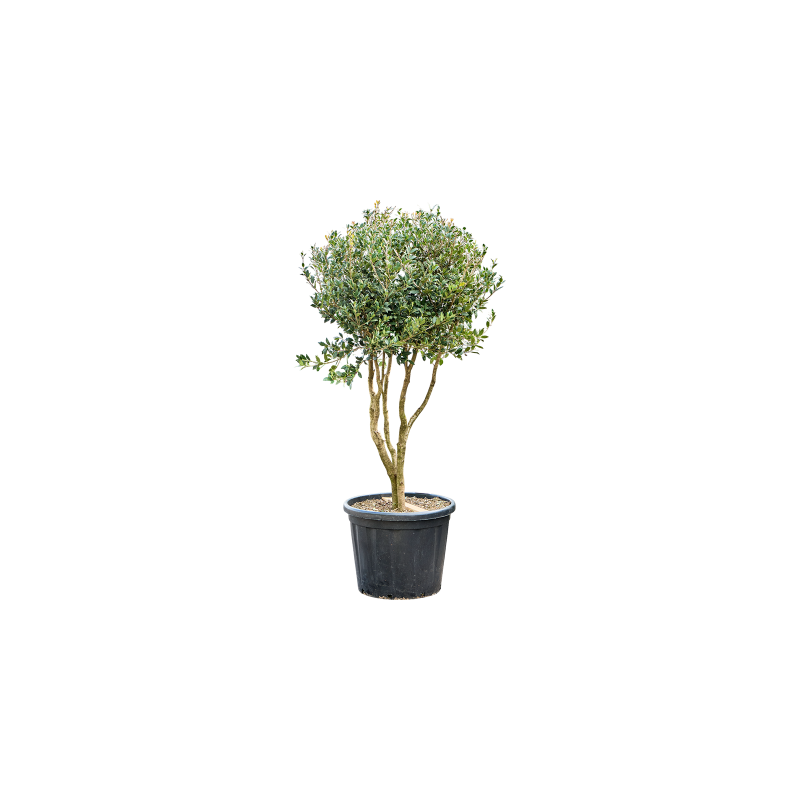 Osmanthus Ilicifolius - vertakt
