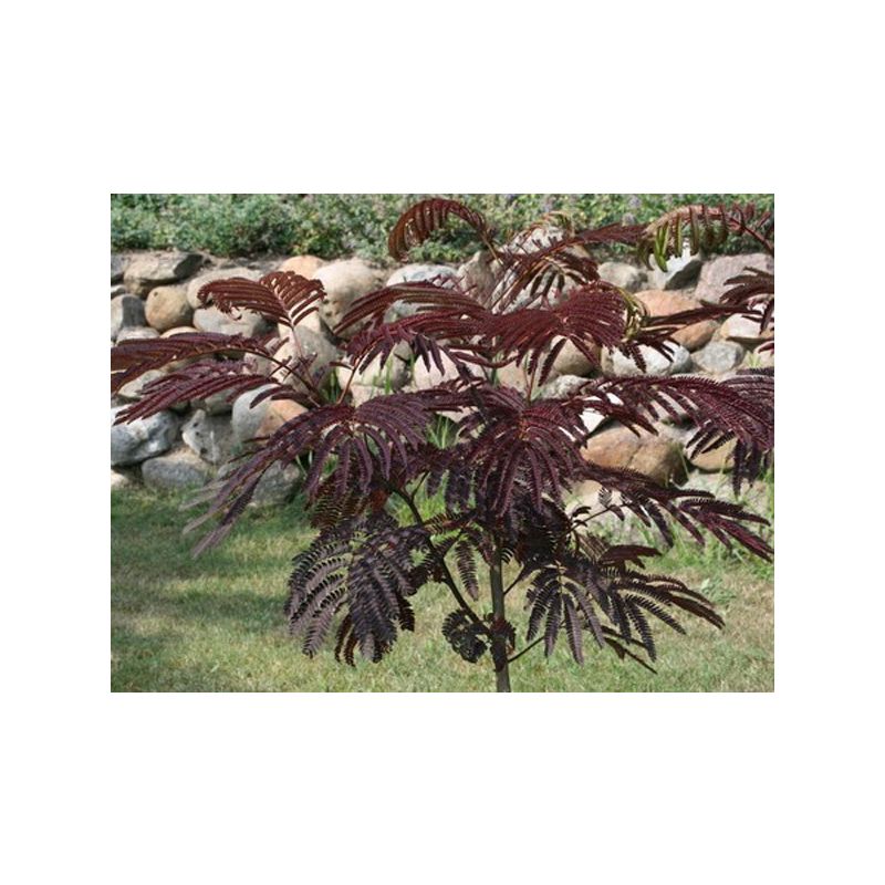 Albizia Julibrissin Summer Chocolate- meerstammig
