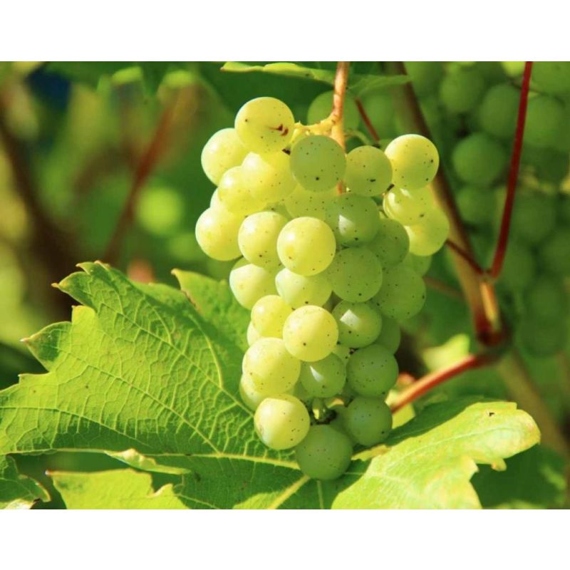 Vitis Vinifera Moscatel