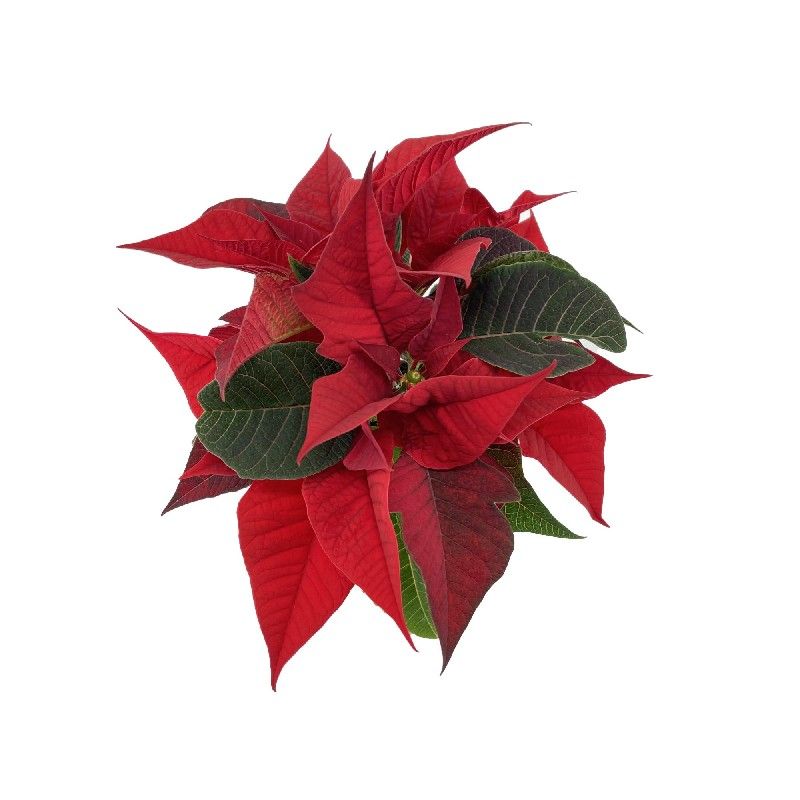 Euphorbia pulcherrima