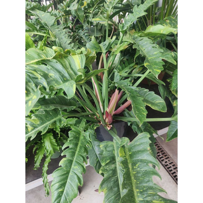 Philodendron Ring of Fire
