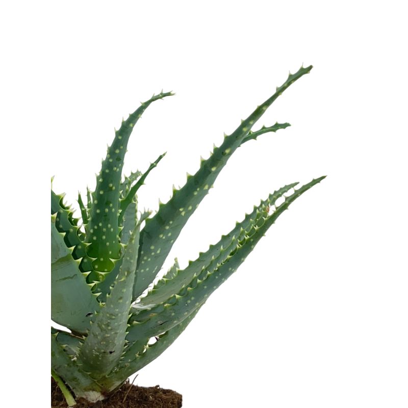 Aloë arborescens op stam