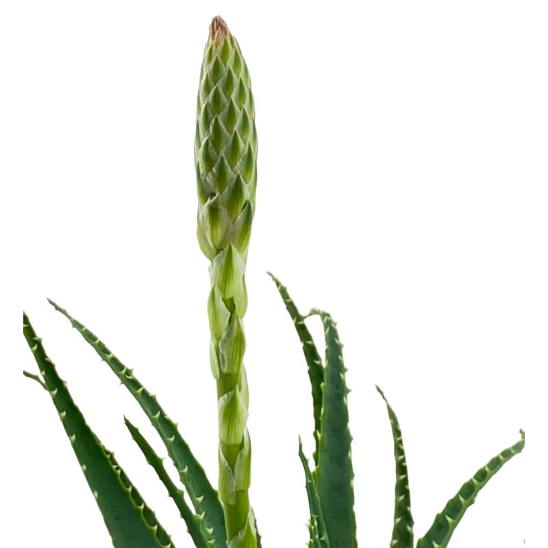 Aloë arborescens op stam