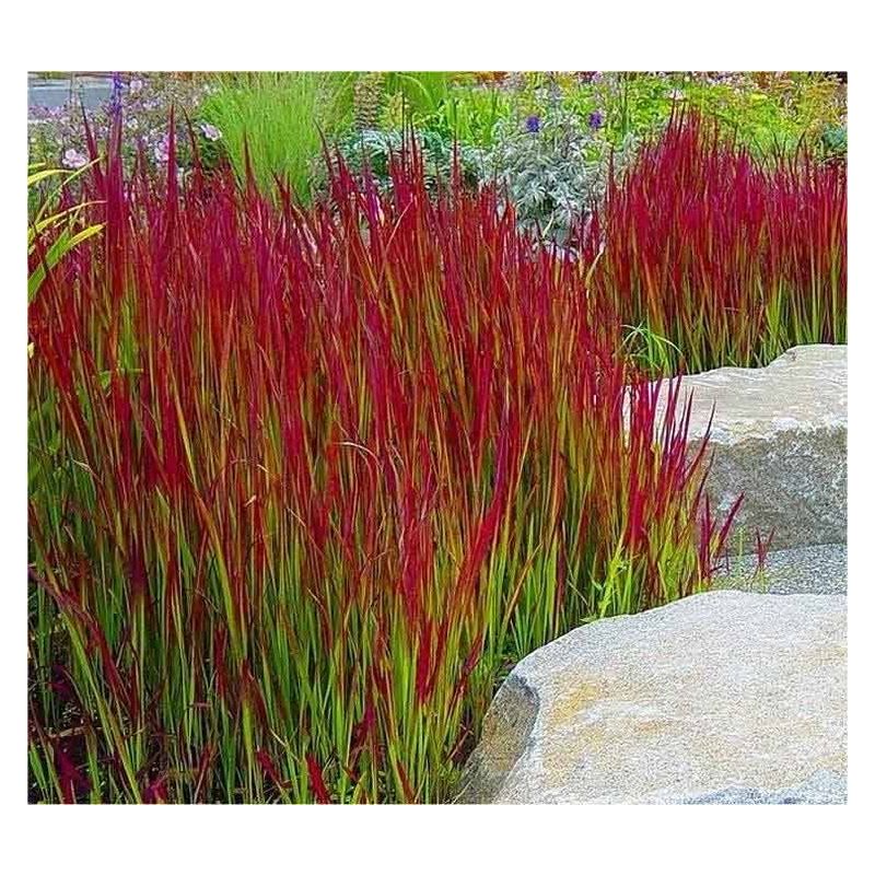 Imperata cylindrica 'Red Baron'