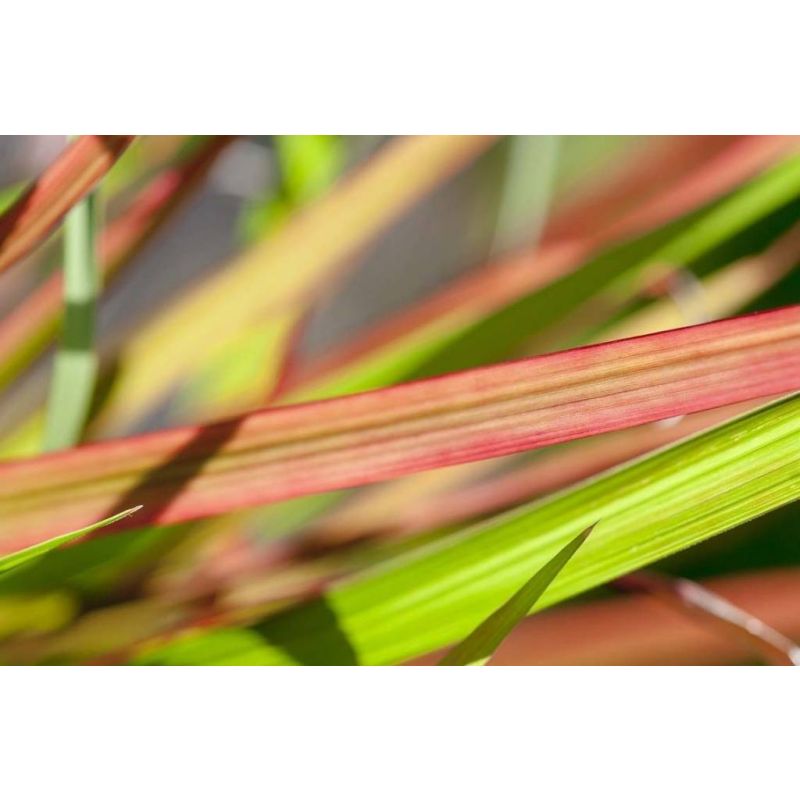 Imperata cylindrica 'Red Baron'