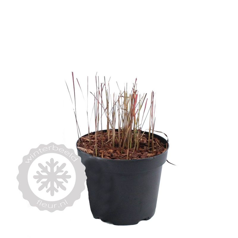 Imperata cylindrica 'Red Baron'