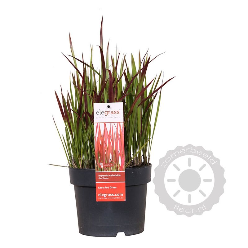 Imperata cylindrica 'Red Baron'