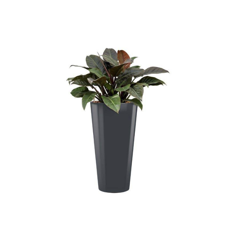 Philodendron Imperial Red in Runner rond antraciet