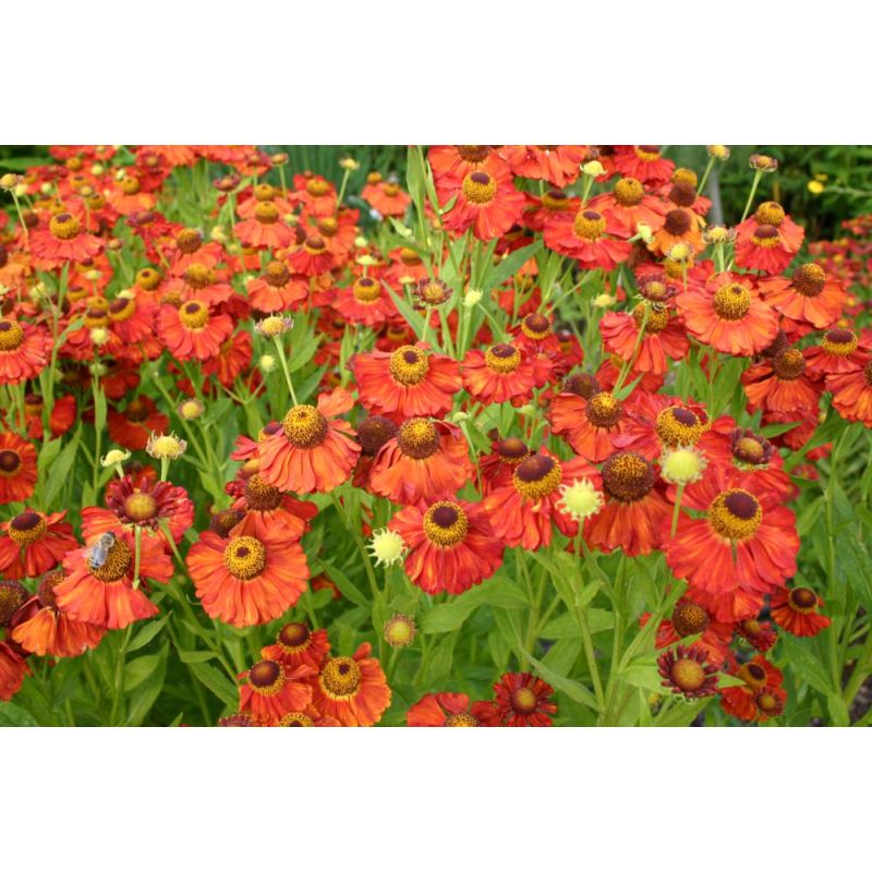 Helenium Indianersommer