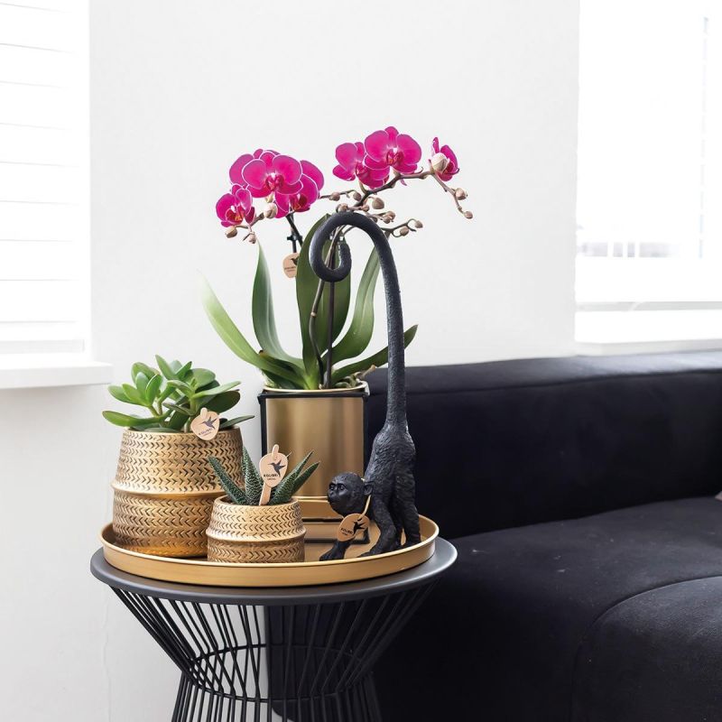 Orchidee paars in Industrieel goud