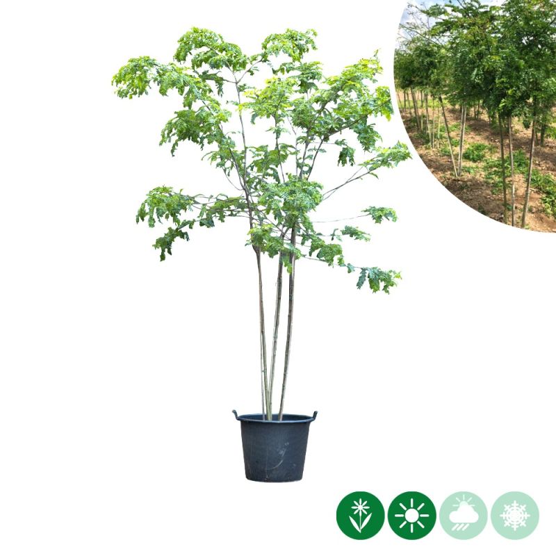 Gleditsia Triacanthos Inermis - meerstammig