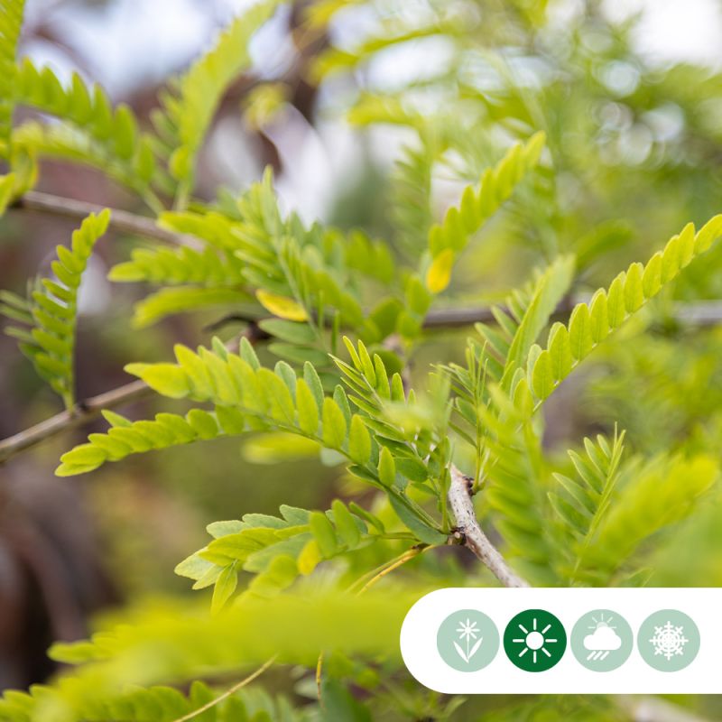 Gleditsia Triacanthos Inermis - meerstammig