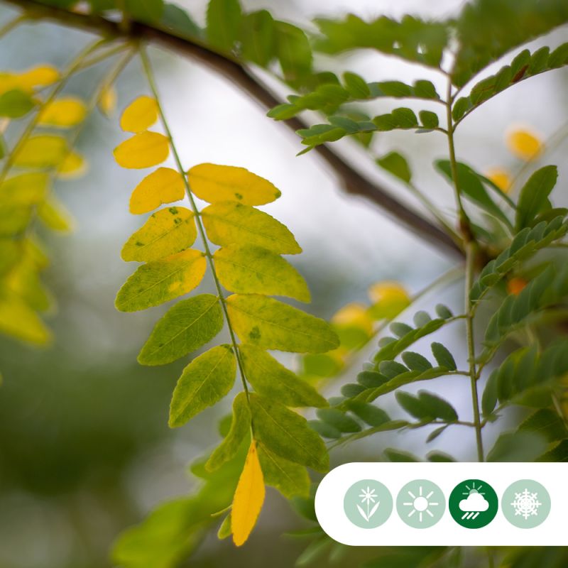 Gleditsia Triacanthos Inermis - meerstammig